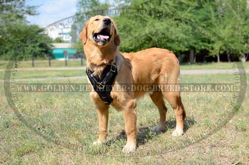 Comfortable Leather Harness for Training