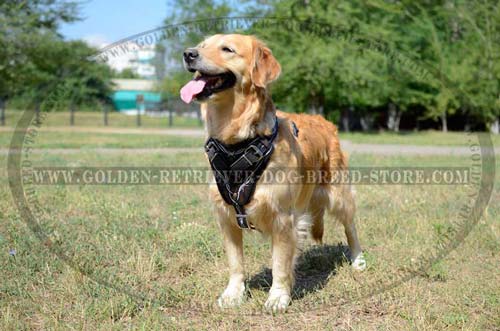 Harness for Stylish Dogs