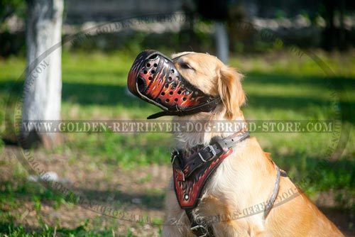 Leather Harness for Walking in Style