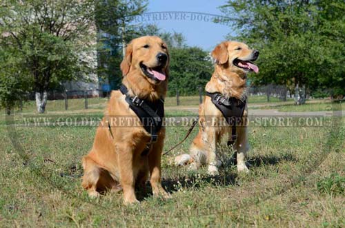 Golden Retriever Extra Comfortable Harness