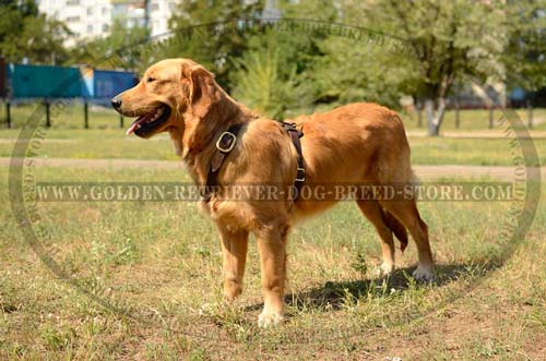 Comfortable Harness for Training
