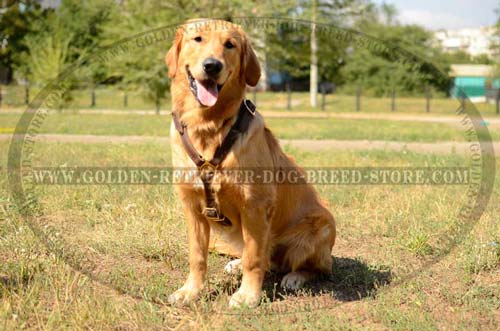 Extra Durable Leather Harness