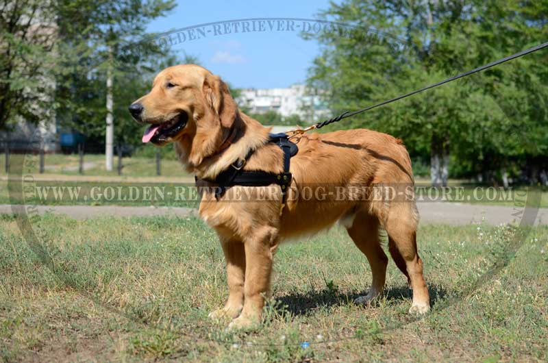 Golden Retriever Leather Harness For Pulling H5 1046 Leather Harness Pulling Golden Retriever Harness Golden Retriever Muzzle Golden Retriever Collar Dog Leash Dog Leashes