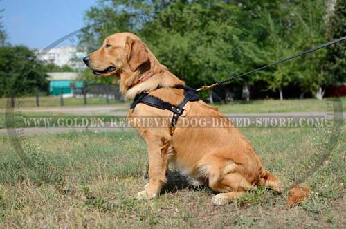 Comfortable Leather Harness for Safe Walking