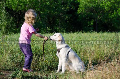 Playful Golden Retriever Puppy Wearing Our Leather Harness