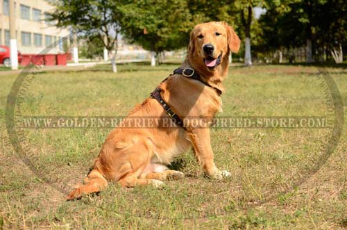 Ultimate Tracking Harness