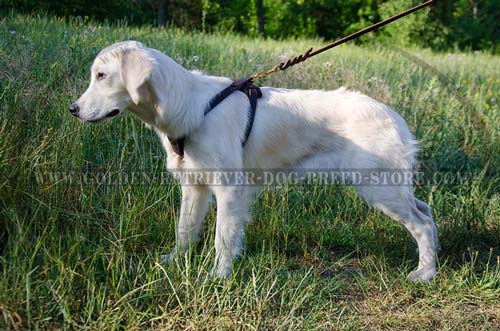 Exclusive Leather Harness for Puppies