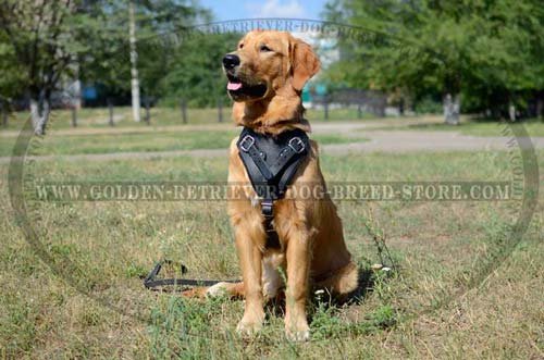 Walking Golden Retriever Harness