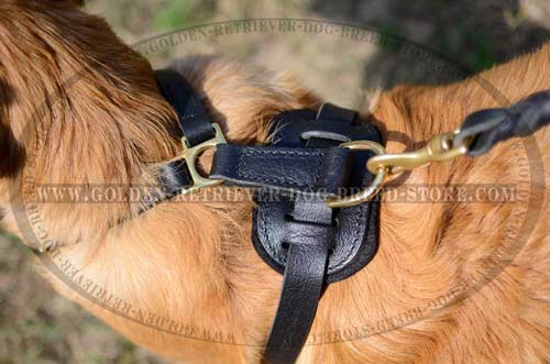 Leather Harness for Training
