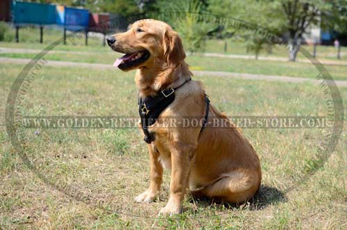 Leather Harness with Padded Y-shaped Chest Plate