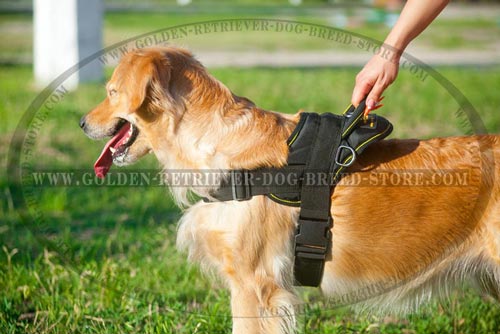 Comfortable Nylon Harness for Safe Walking