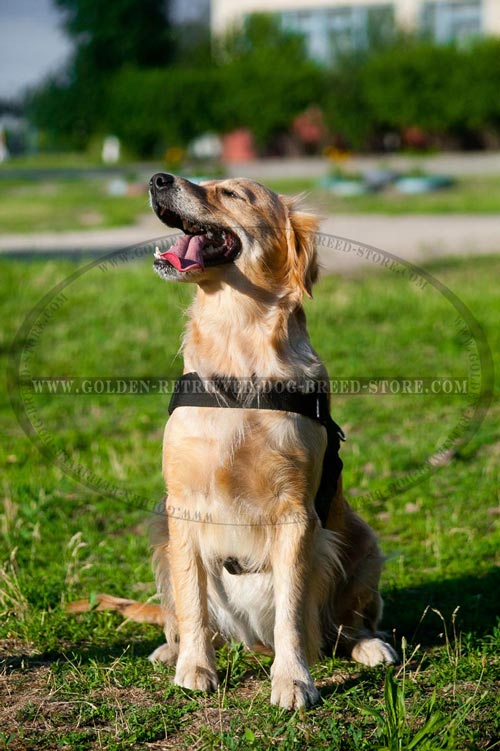 Nylon Harness for Sporty Dogs