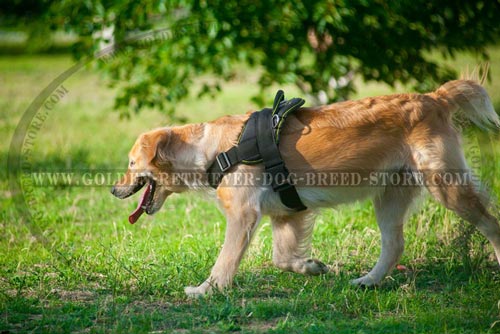 Durable All Weather Nylon Harness