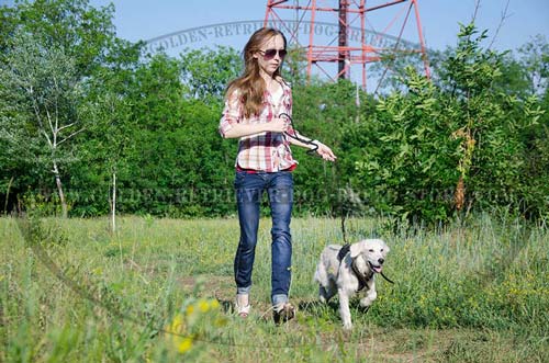 Leather Golden Retriever Harness for Different Activities