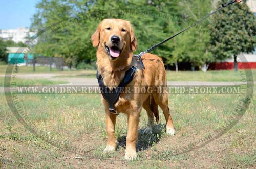Comfortable Design Leather Golden Retriever Harness