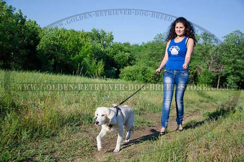 Leather Golden Retriever Harness for Walking