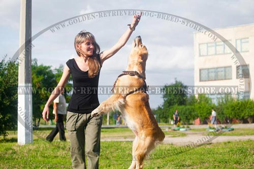 Leather Golden Retriever Harness for Training
