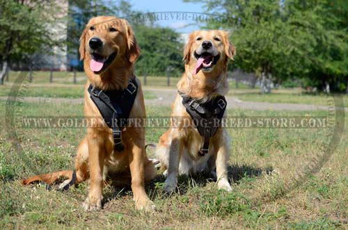 Leather Golden Retriever Harness for Walking in Public