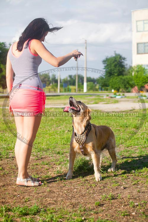 Leather Golden Retriever Harness for Everyday Walking