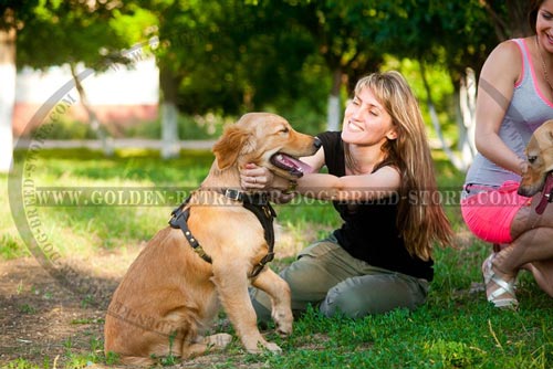 Leather Golden Retriever Harness for Different Activities