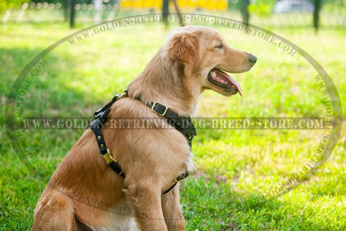 New Design Leather Golden Retriever Harness