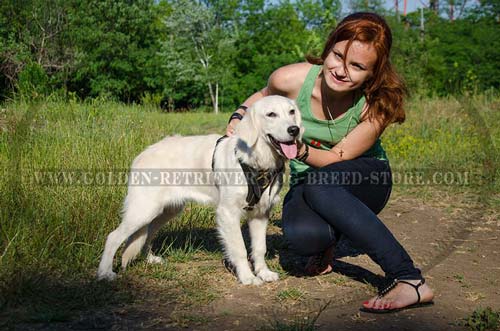 Ergonomic Design Leather Golden Retriever Harness