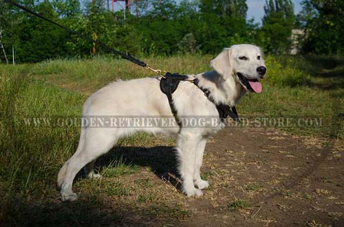 Leather Golden Retriever Harness for Pro Training