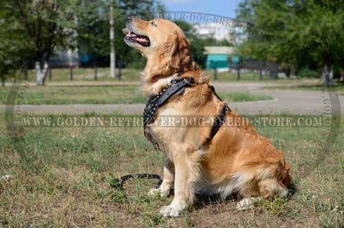 Studded Design Leather Golden Retriever Harness 