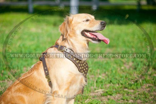 Leather Golden Retriever Harness Studded Design