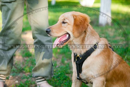 Comfy Lightweight Golden Retriever Harness 