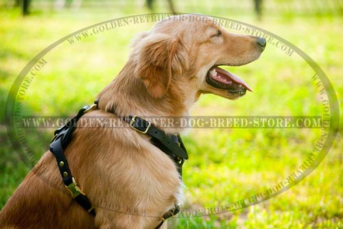 Comfy Golden Retriever Harness of High Quality