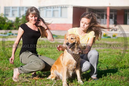 Designer Studded Leather Golden Retriever Harness