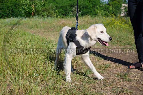 Golden Retriever Harness with Comfortable Chest Plate