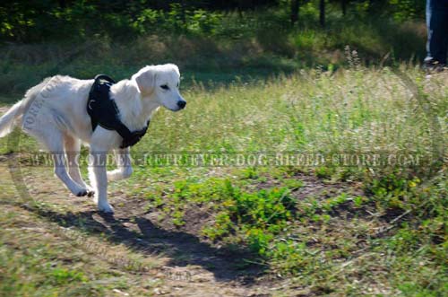 Nylon Golden Retriever Harness for Different Activities