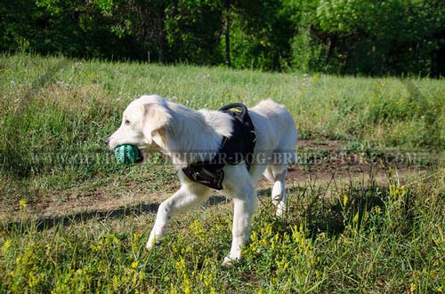 Golden Retriever Harness for Training