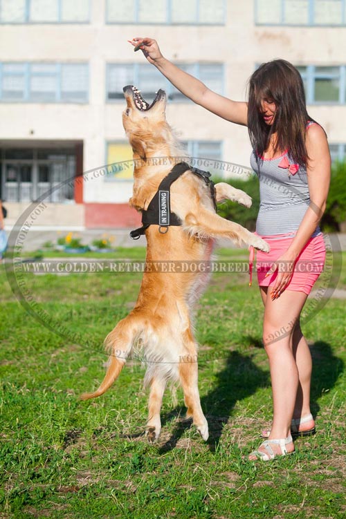 Nylon Golden Retriever Harness for Pro Training