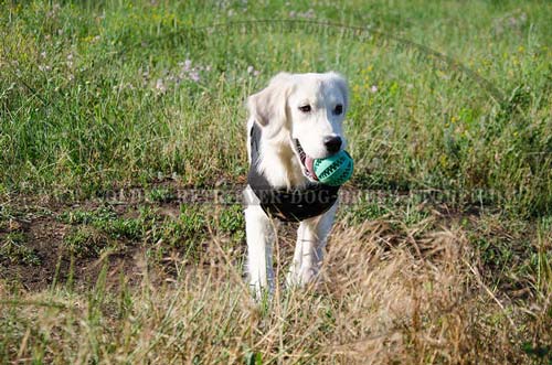 Comfy Golden Retriever Harness 