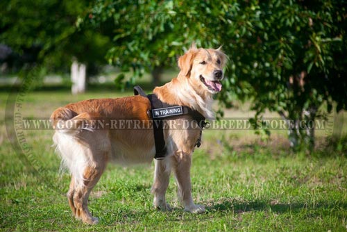 Nylon Golden Retriever Harness for Training with Patches