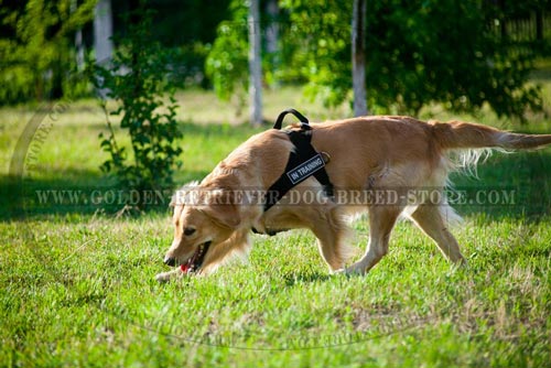 Nylon Golden Retriever Harness for Different Activities