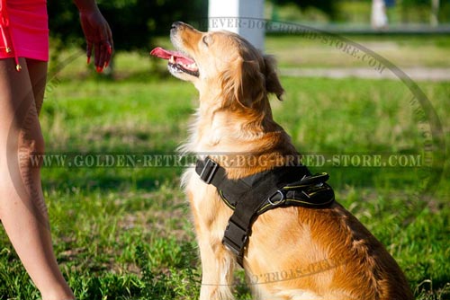 Nylon Golden Retriever Harness for Different Activities
