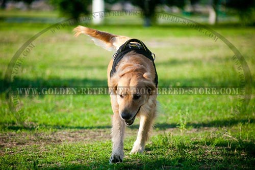 Nylon Golden Retriever Harness for Pro Training