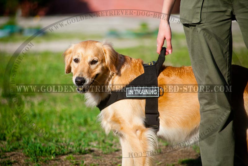 best harnesses for golden retrievers