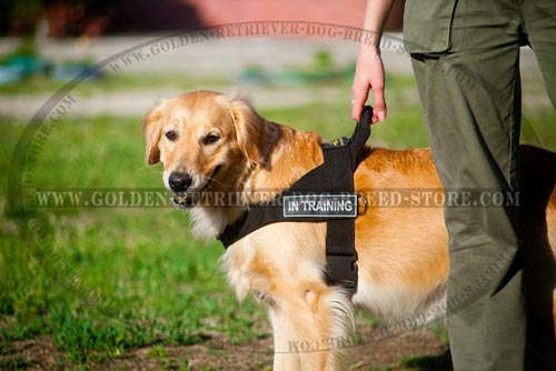 Ergonomic Design Nylon Golden Retriever Harness for Training 