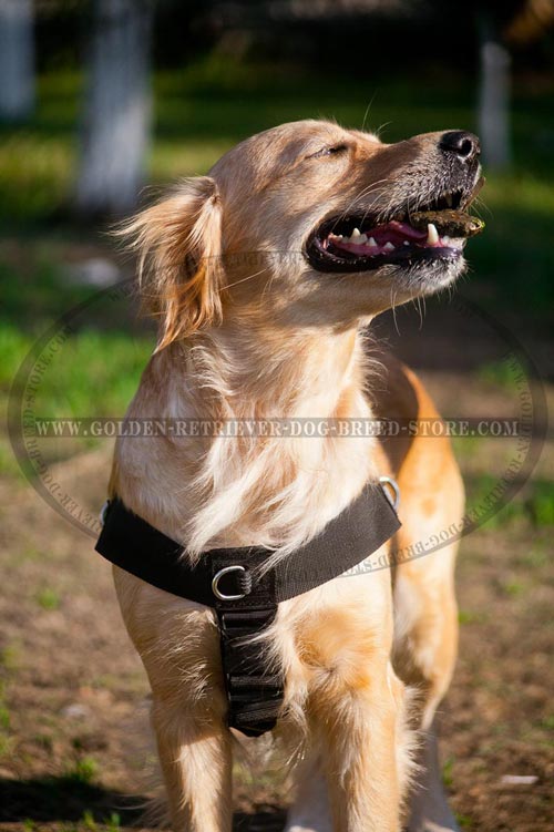 Golden Retriever Harness with Removable Strap