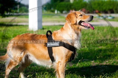 Nylon Golden Retriever Harness for Different Activities