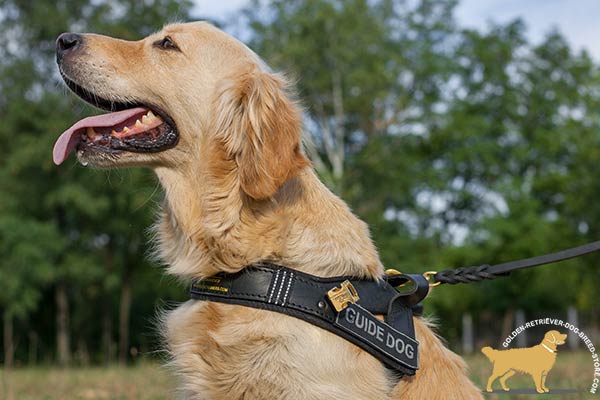 Golden Retriever leather harness hardwearing with d-ring for leash attachment for guidance and assistance