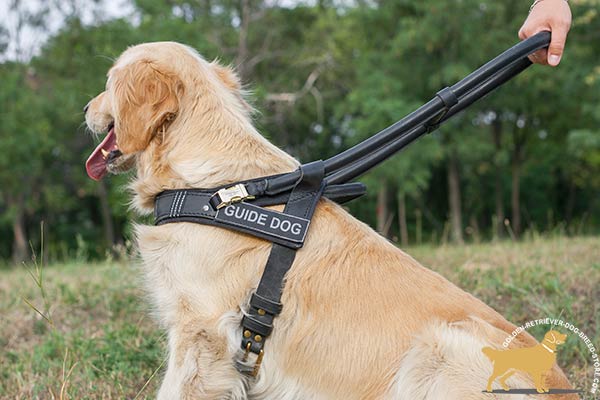 Golden Retriever leather harness for snug fit with adjustable straps for better comfort