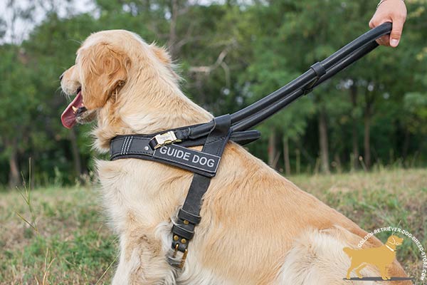 Golden Retriever leather harness for snug fit with adjustable straps for better comfort