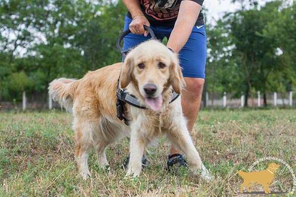 Golden Retriever nylon harness for snug fit with adjustable straps for utmost comfort