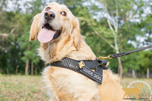 Assistance Golden Retriever Harness with Quick Release Buckle